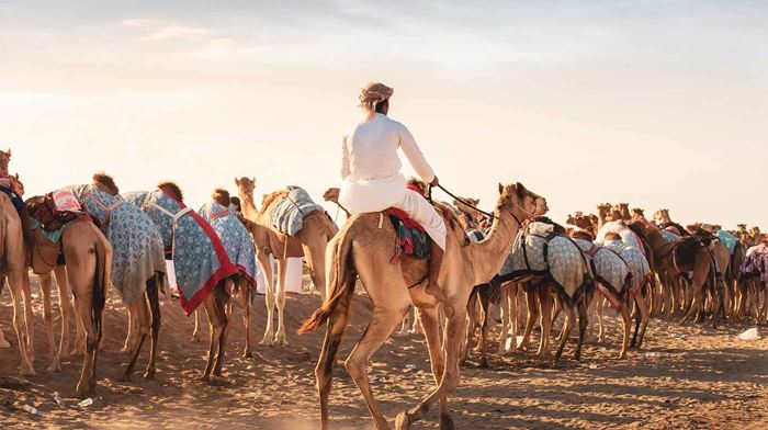 Oman Muscat Beduiner ridder på kameler, Kameler