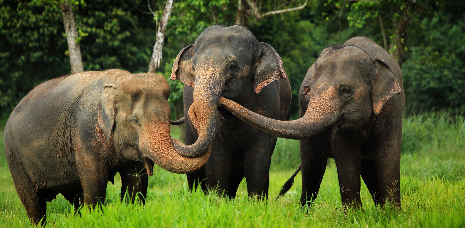 Thailand, Khao Sok, Elephant Hills, Elephants home