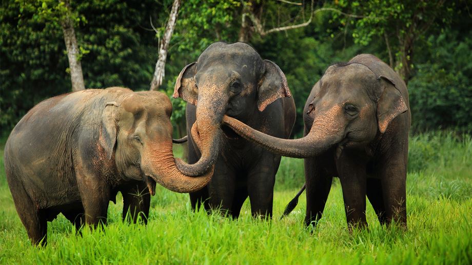 Thailand, Khao Sok, Elephant Hills, Elephants home