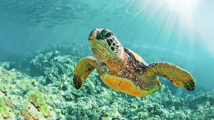 Havskildpadde svømmer i krystalklart vand