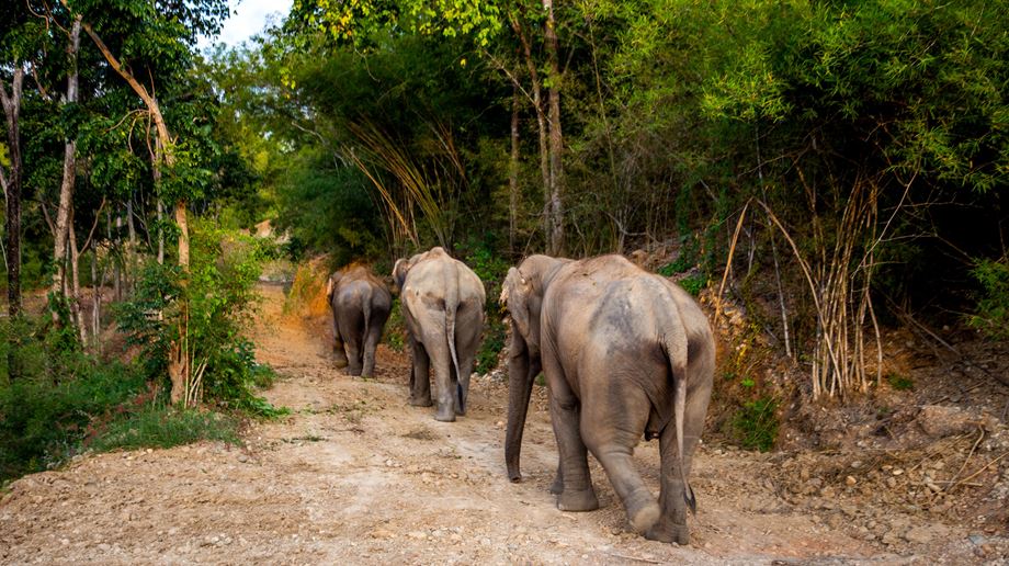 Thailand, Chiang Mai, The Bush Camp, Elephants walking