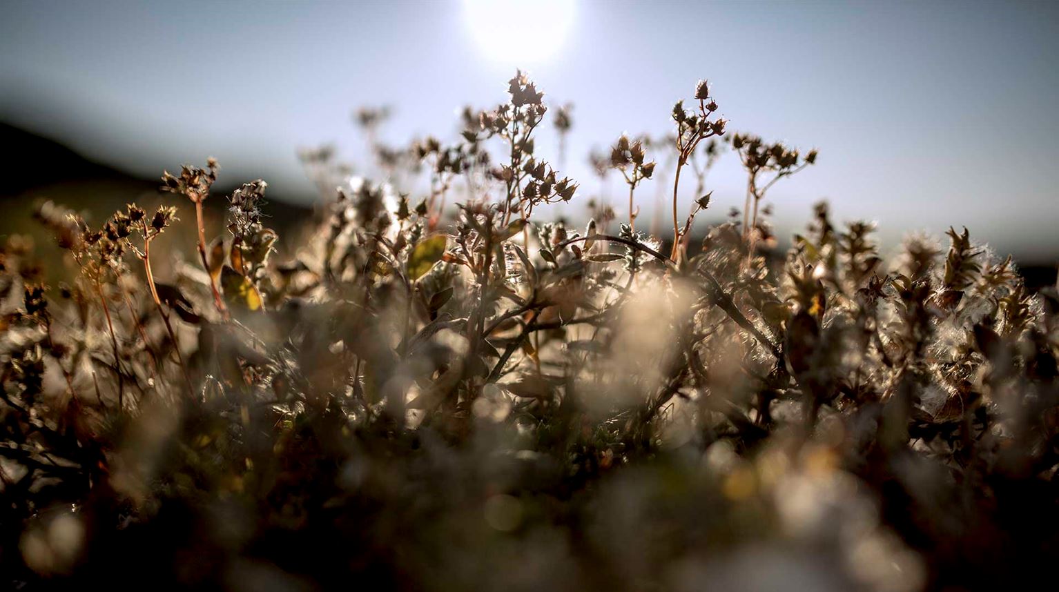 Closeup foto af blomster med sol i baggrunden