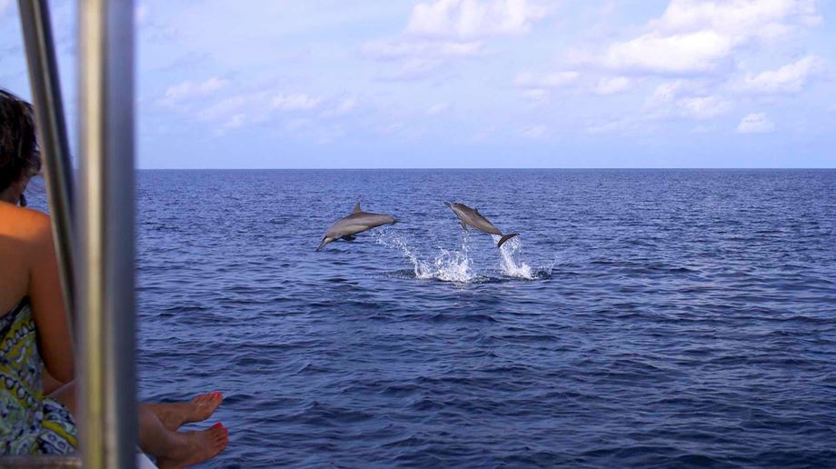 Springende delfiner ved Six Senses Laamu