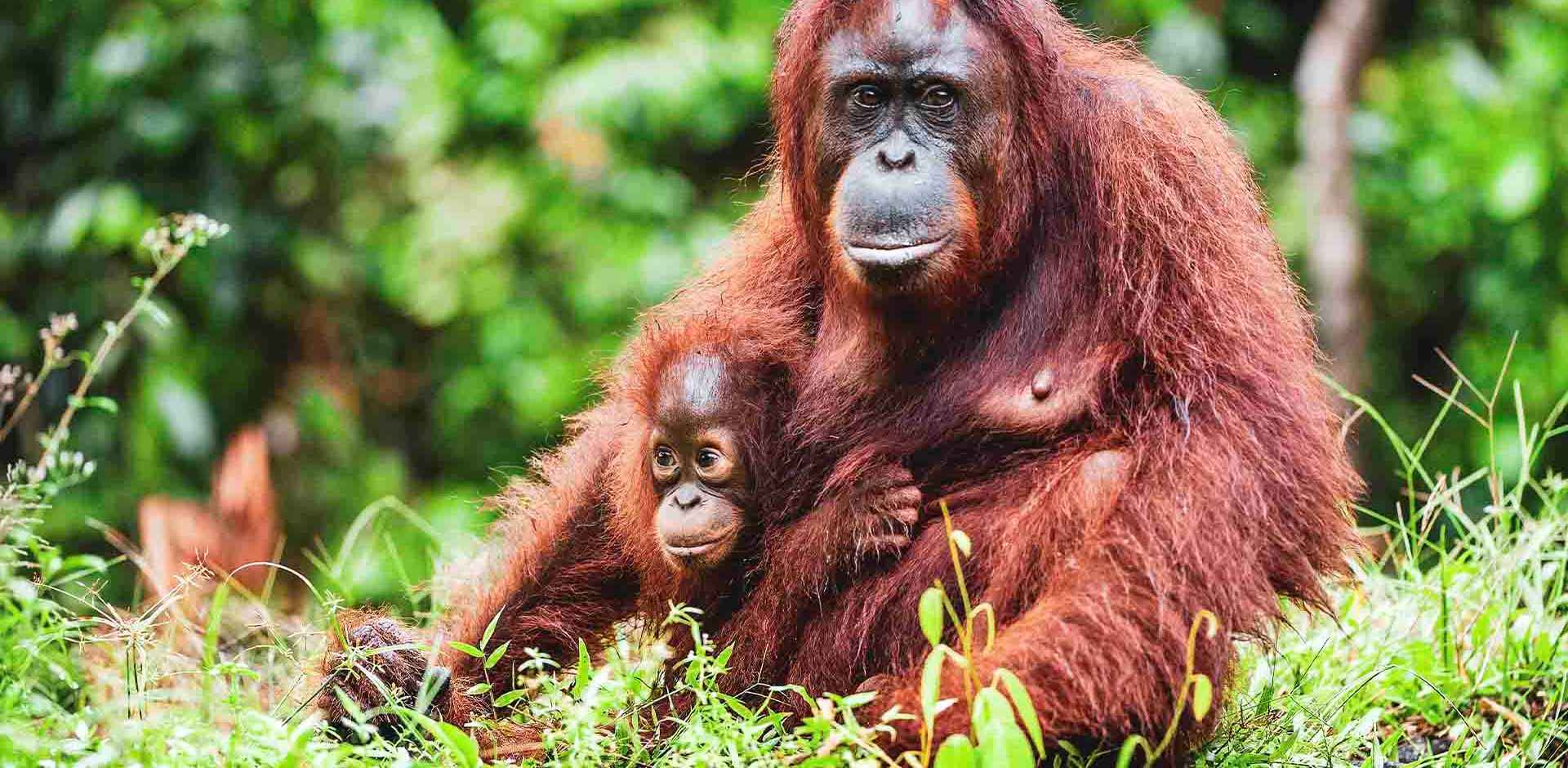 Borneo Orangutan Og Unge
