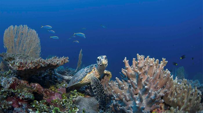 Rejser til Maldiverne, Six Senses Laamu, Skildpadde besøger koralrevet 