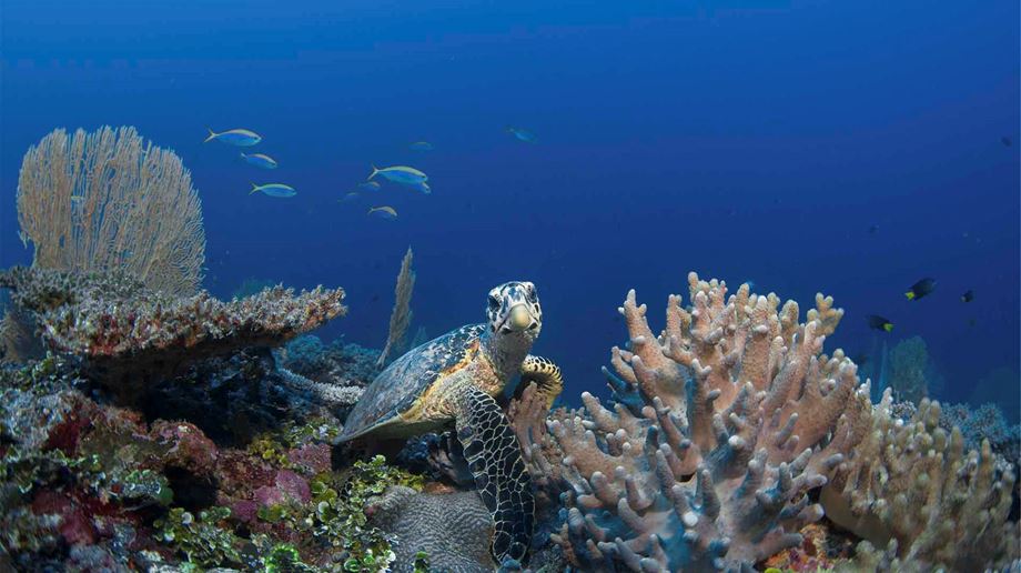Skildpadde besøger koralrevet ved Six Senses Laamu