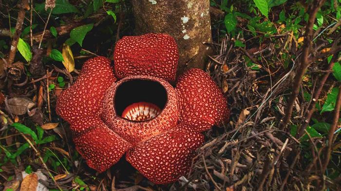 Borneo, Verdens Største Blomst Rafflesia