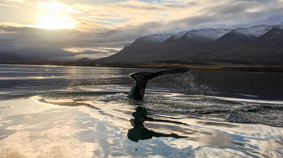 Island Deplar Farm Aktivitet Whalewatching