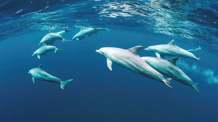 Réunion Delfiner Svoemmer I Flok