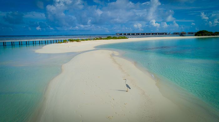 Rejser til Maldiverne, The Residence Maldives at Dhigurah, Hejre på sandbanke