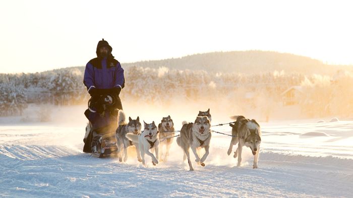 Finland, Finske Lapland Nellim Wilderness Hotel, Husky Safari, Slædehunde, Vinter, Sne