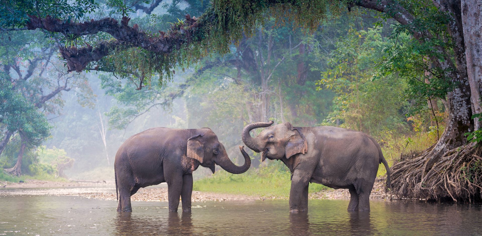 Thailand, Chiang Mai, The Bush Camp, Elephants walking
