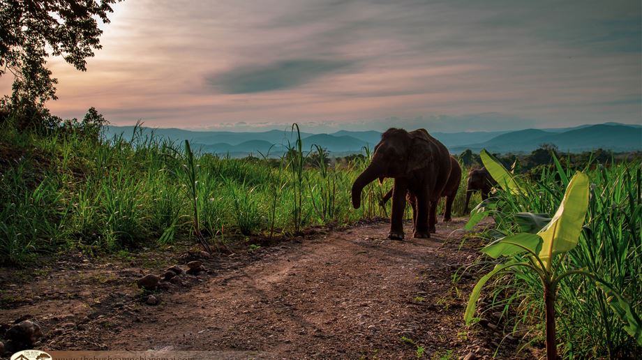 Thailand, Chiang Mai, The Bush Camp, Elephants Evening
