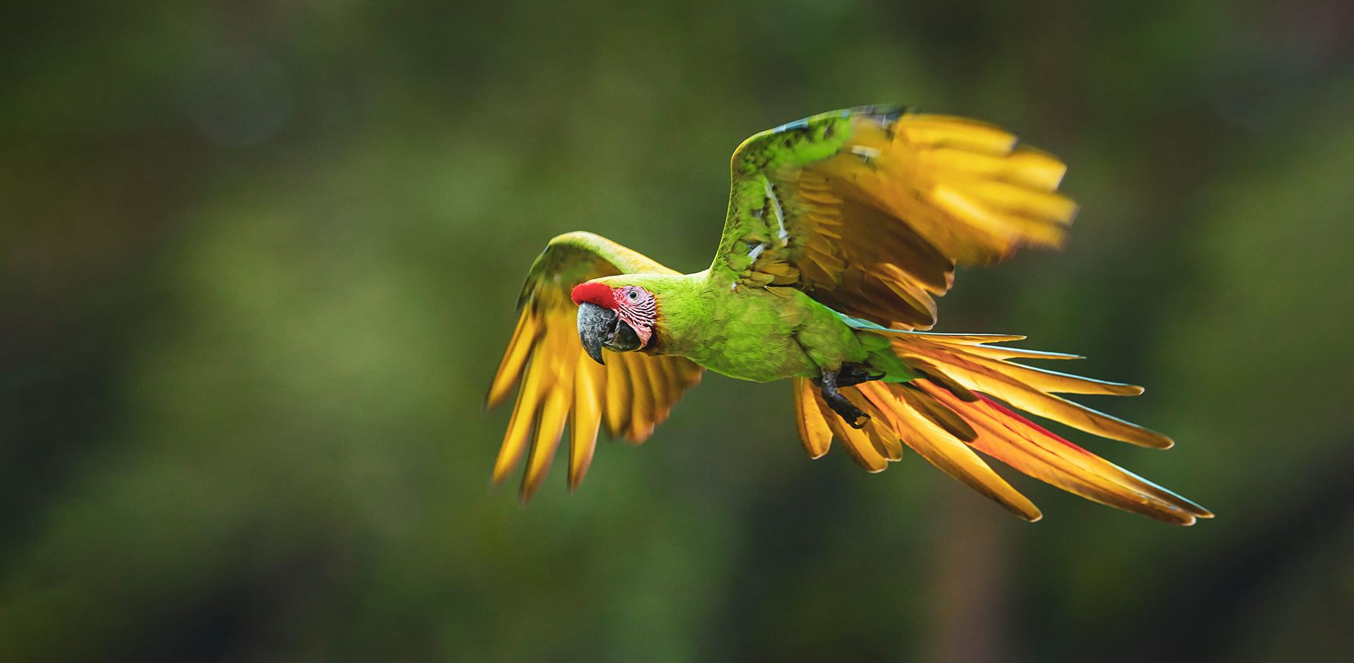 Dyr papegøje flyver gennem jungel 