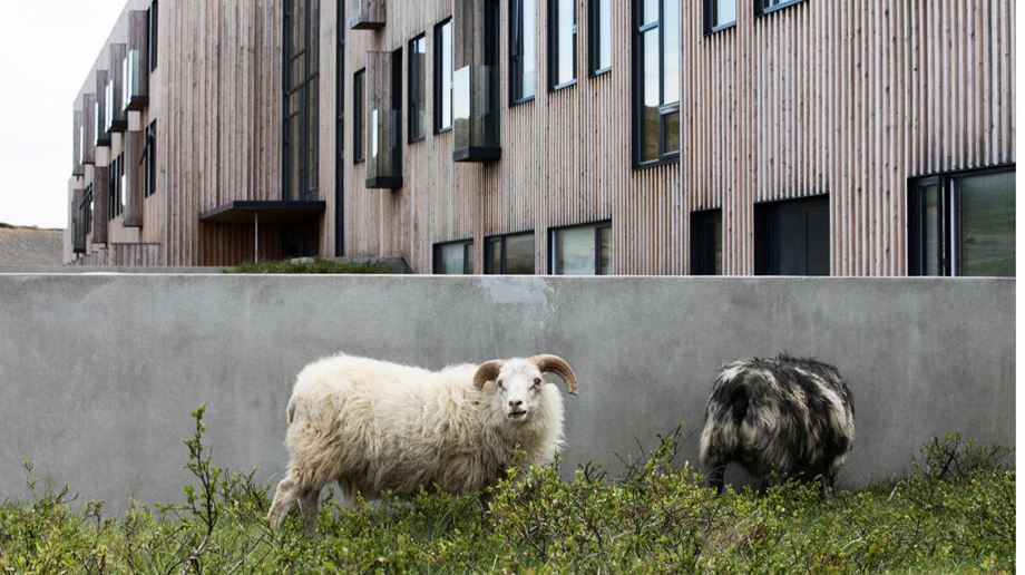 Rejser til Island, Grímsstaðir, Fosshotel Mývatn, sheeps