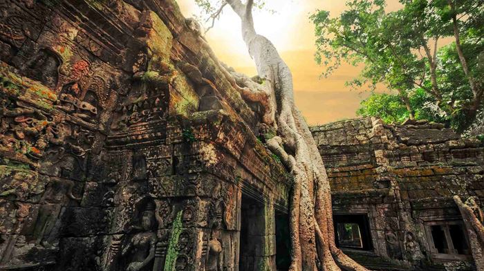 Cambodia, Siam Reap, Heldagstur Tempelbyen Angkor Wat, Træer
