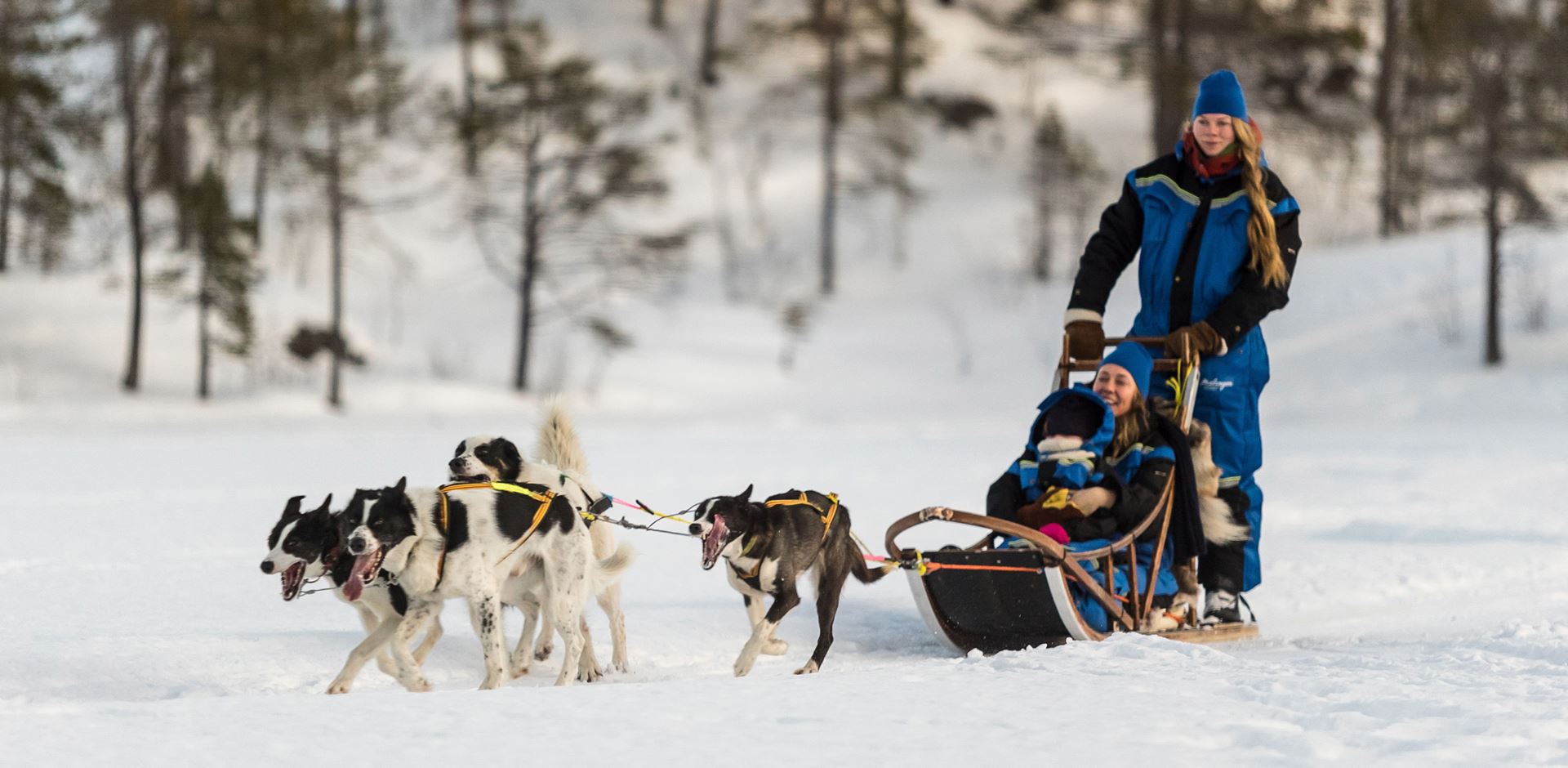 Norge Malangen Resort Dogsledding Family