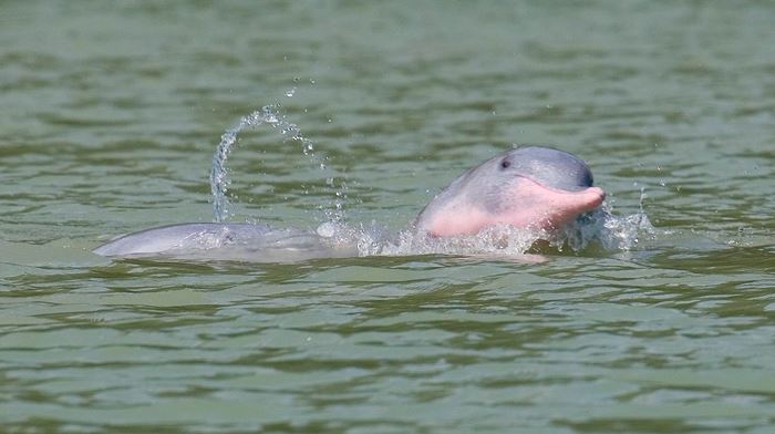 Legende lysserøde delfiner i Siam bugten ved Aava Resort i Khanom