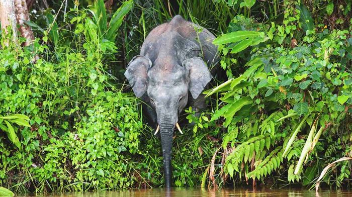 Malaysia, Borneo, Pygmæ Elefant drikker vand fra flod