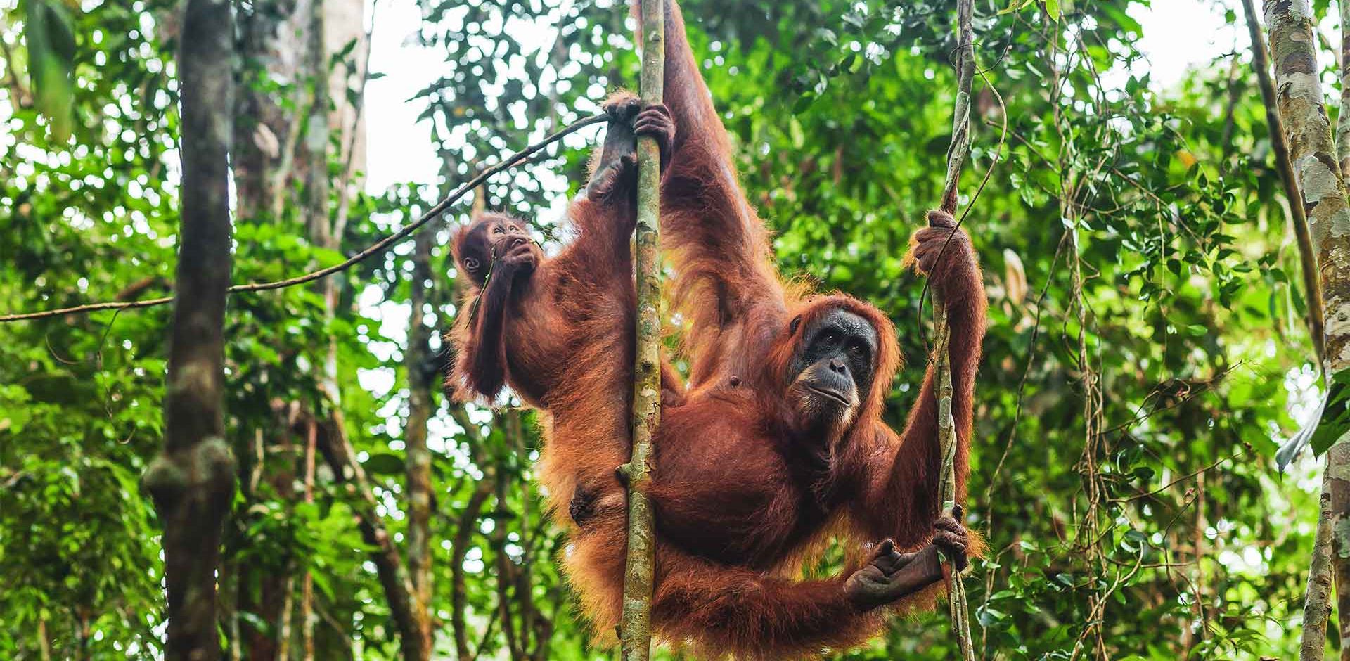 Indonesien Sumatra Orangutang I Træ, Regnskov