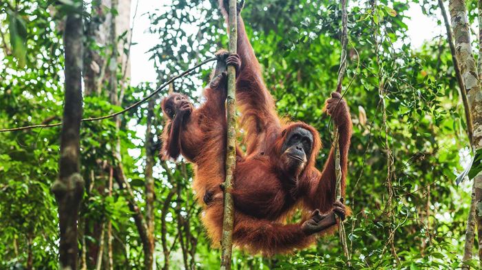 Indonesien Sumatra Orangutang I Træ, Regnskov