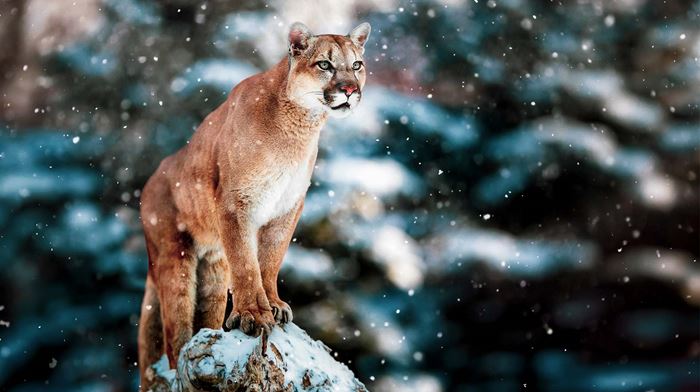 Canada Dyreliv Puma, Snelandskab, Natur