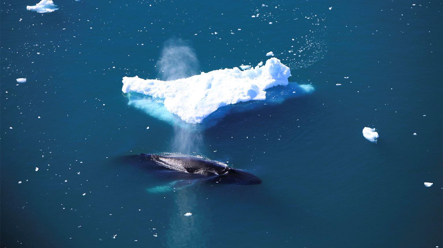 Luftfoto over rygge af en hval og et mindre isbjerg