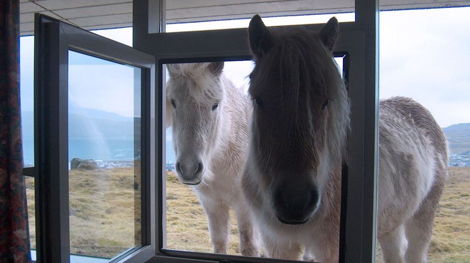 Færøerne, Torshavn, Hotel Føroyar, Heste Kigger ind gennem Vindue