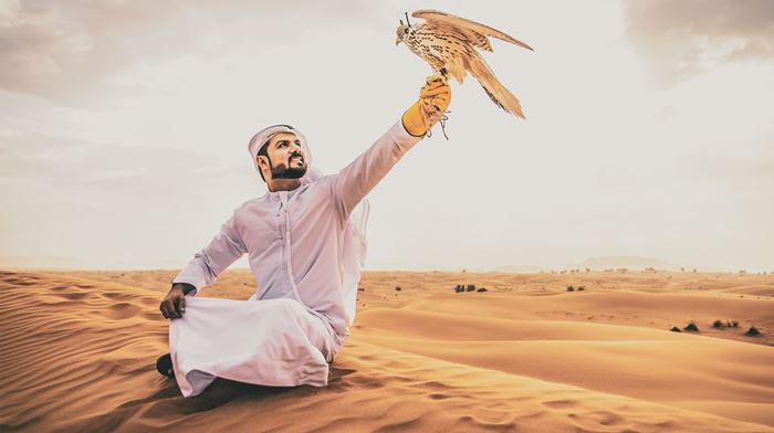 Dubai Arabisk Mand Sidder i Ørkenen, Falk, Sand, Hånden