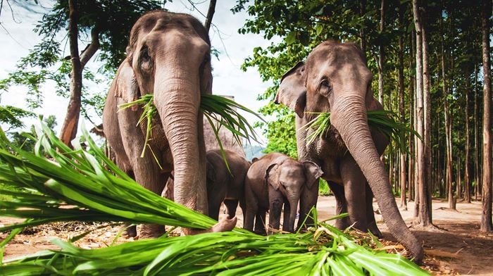 Elefanter spiser i Bush Camp uden for Chiang Mai 