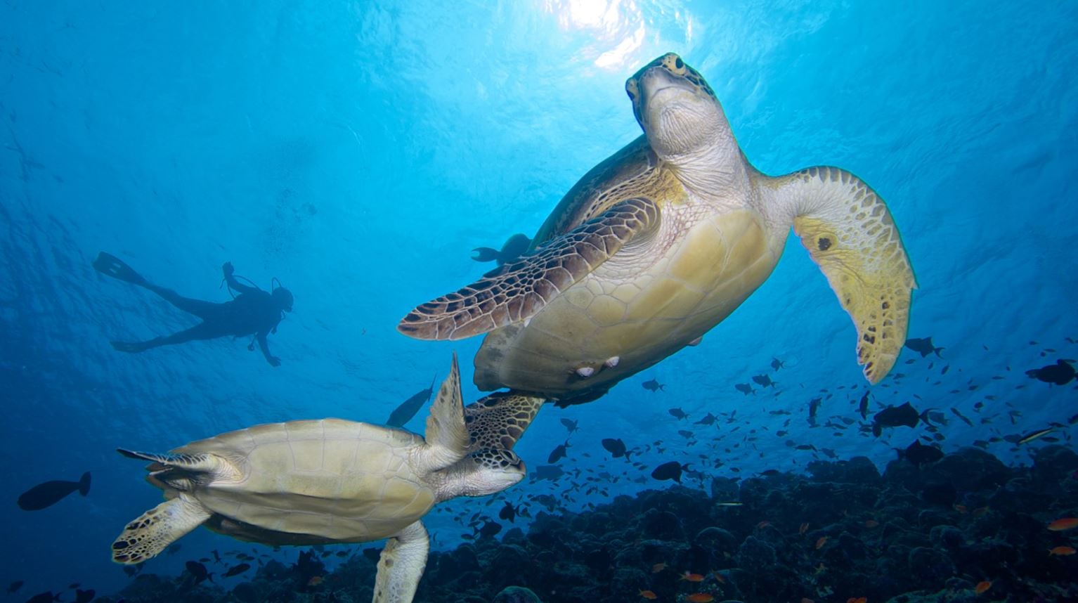 Rejser til Maldiverne, Innahura Maldives Resort, skildpadde