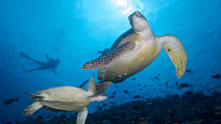 Rejser til Maldiverne, Innahura Maldives Resort, skildpadde