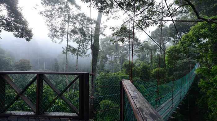 Malaysia, Borneo, Danum Valley Canopy Walkway