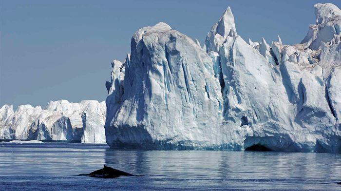 Isbjerge mod den blå sommerhimmel og hvalfinne kommer viser sig i det klare vand