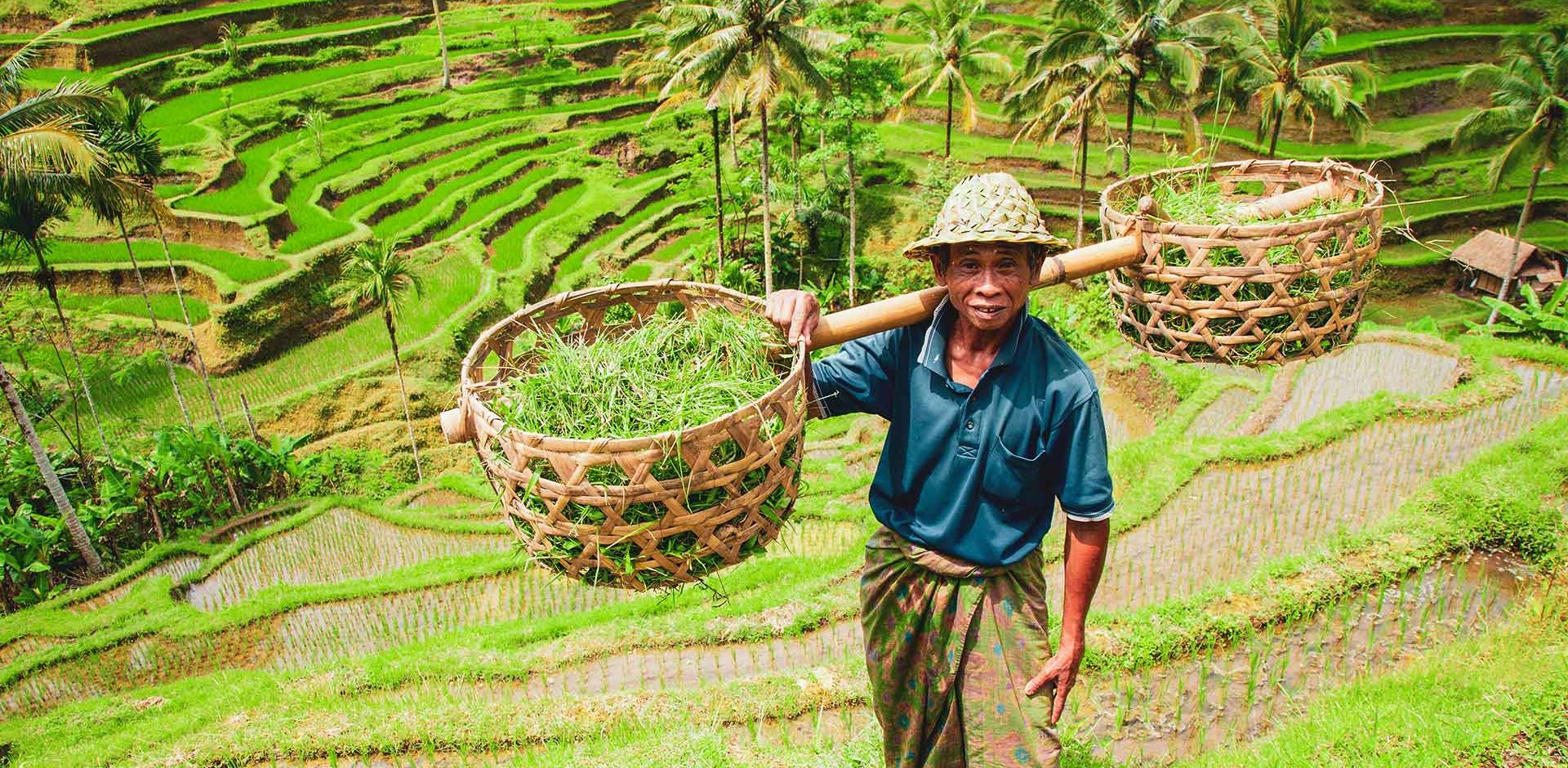 Indonesien Bali Ris Bonde Ved At Høste 