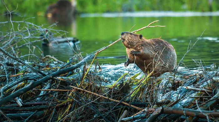 Canada Dyreliv Bæver jagter Føde, Natur, Vand