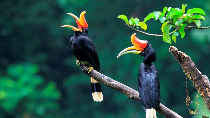 Indonesien, Sumatra, Rhinoceros Hornbill Fugle, Natur