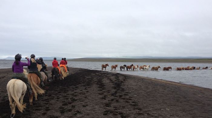 Island Heste I Sø Islandske Heste