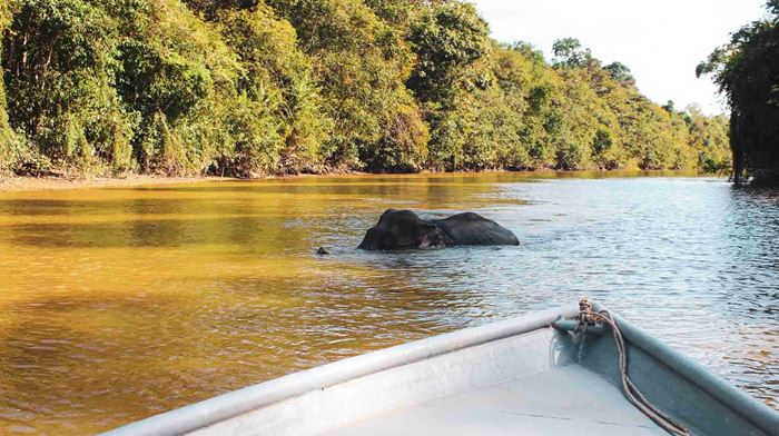 Borneo elefant bader foran bådtur