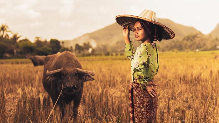 Indonesien Sumatra Minangkabau, Kvinde, Bøffel, Kornmark