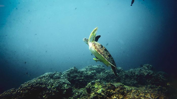 Indonesien Gili Lombok Havskildpadde Svømmer Op For At Få Luft