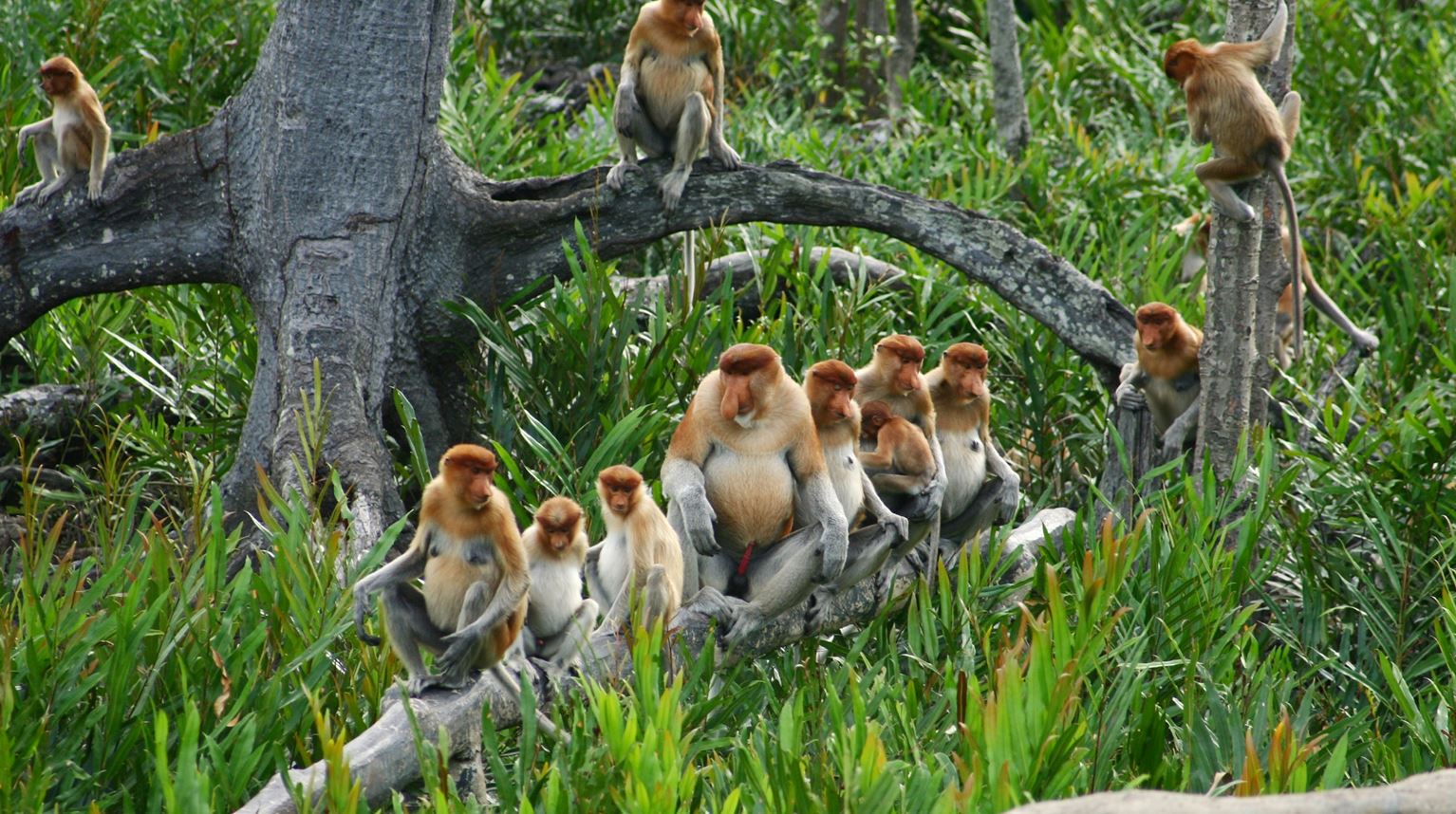 Malaysia, Borneo, Proboscis Monkey