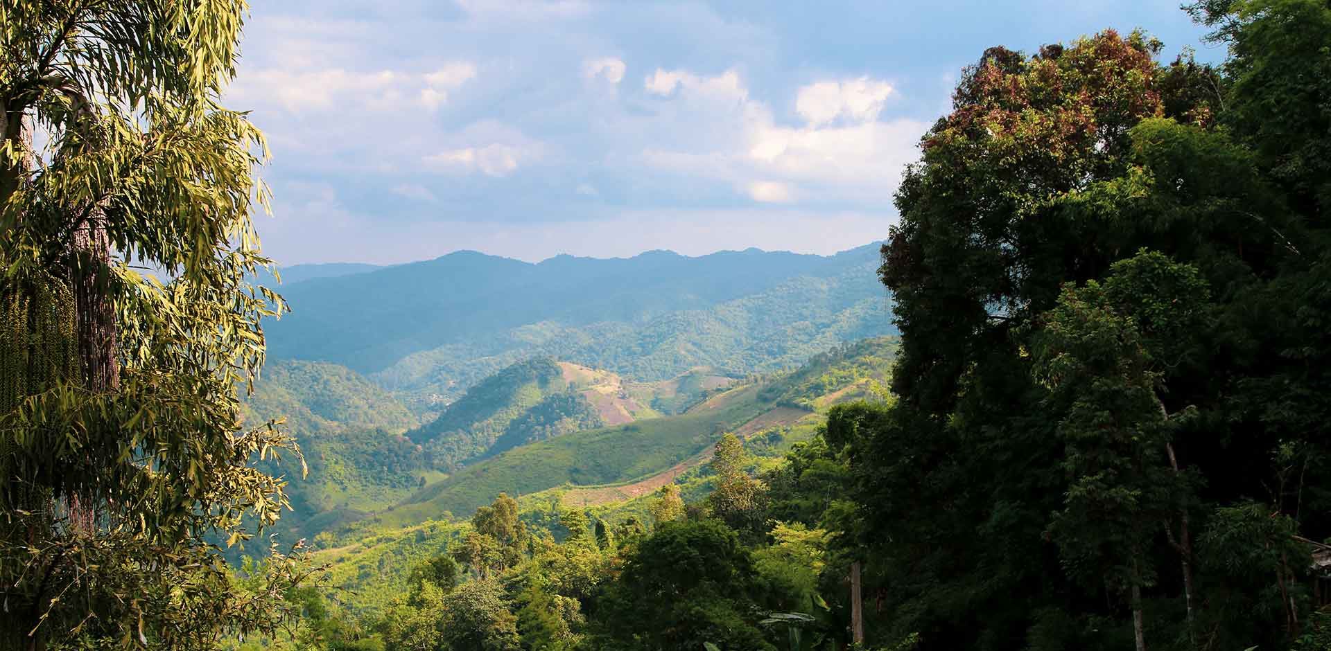Thailand Chiang Rai Berglandskab Jungle