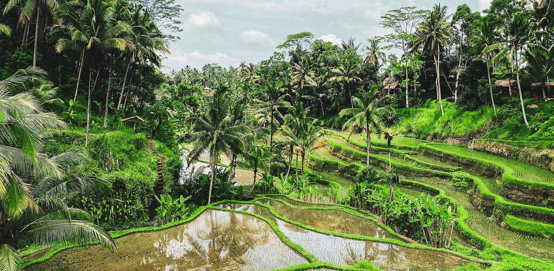 Indonesien Jungle, Rismarker