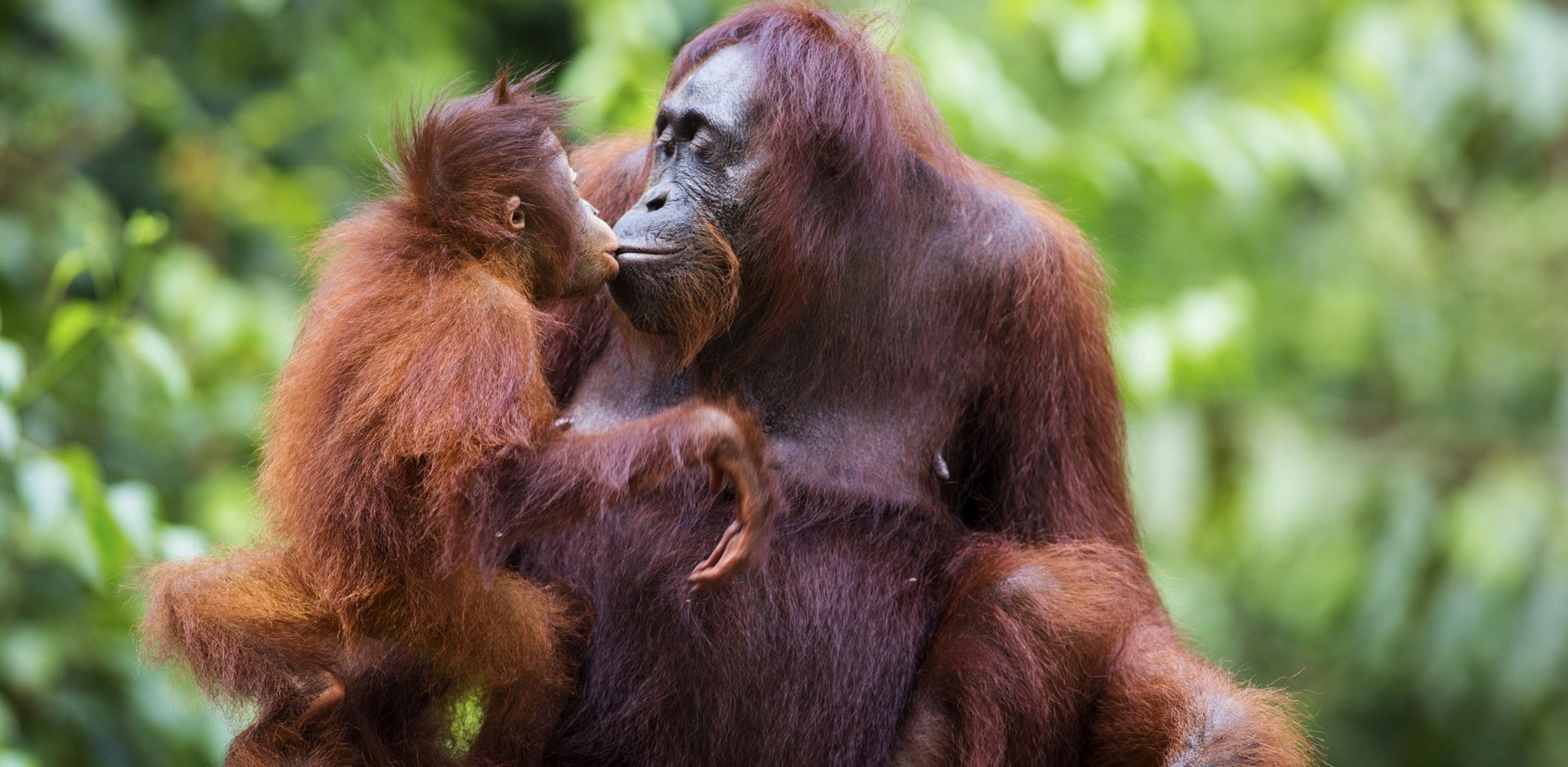 Malaysia, Borneo, Orangutang med sin baby i regnskoven