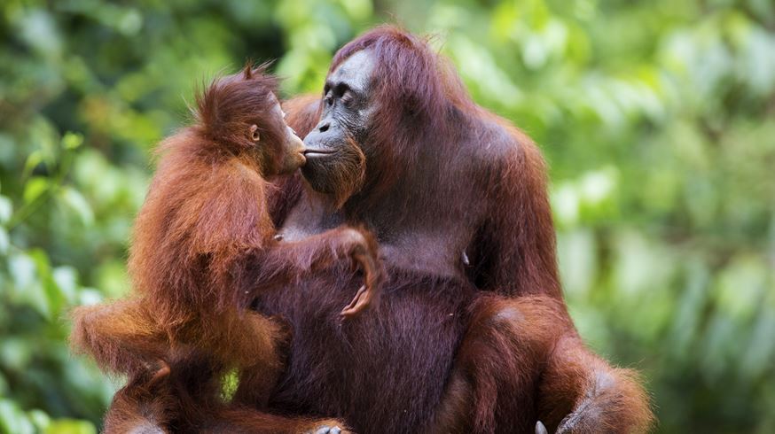 Malaysia, Borneo, Orangutang med sin baby i regnskoven