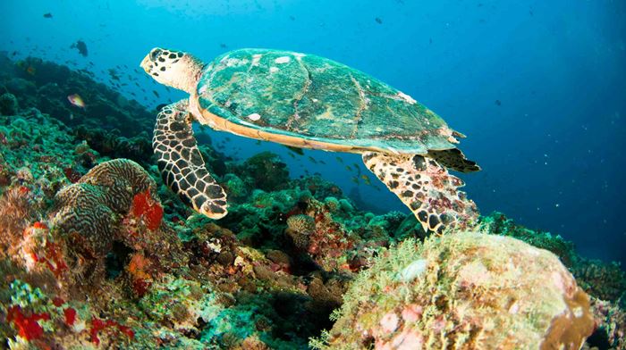 Skildpadde besøger koralrevet
