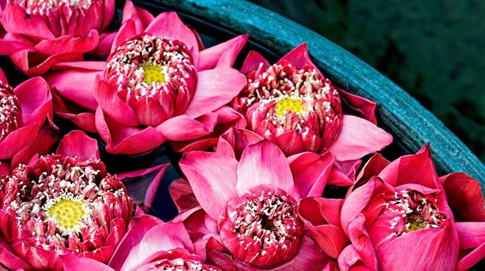 Nyd lotusblomster på rejse til Thailand