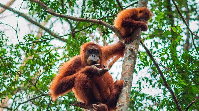 Indonesien, Sumatra, Orangutanger, Regnskov