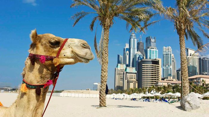 Dubai kamel med byen i baggrunden